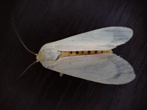 Arctiinae